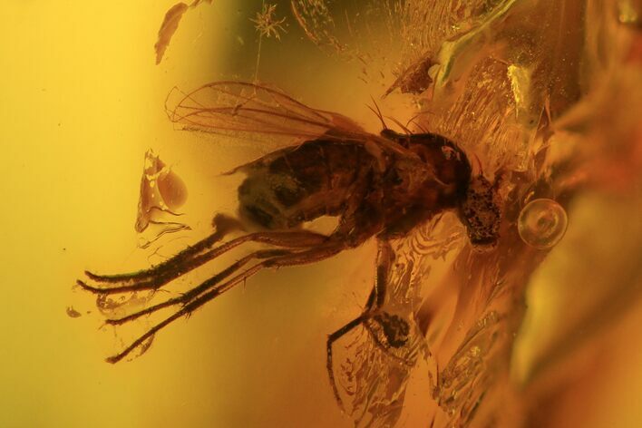 Detailed Fossil Fly (Diptera) In Baltic Amber #84584
